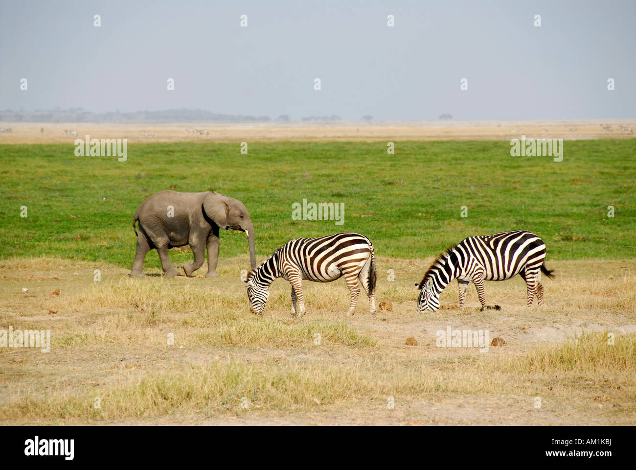 Petit éléphant avec deux zèbres Parc national Amboseli au Kenya Banque D'Images