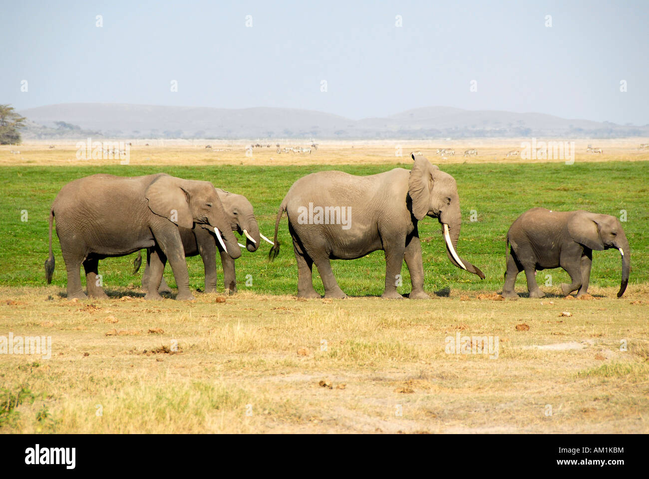 Petits et gros éléphants du Parc National d'Amboseli au Kenya Banque D'Images
