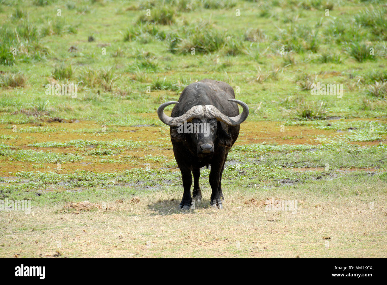 Buffalo Parc national Amboseli au Kenya Banque D'Images