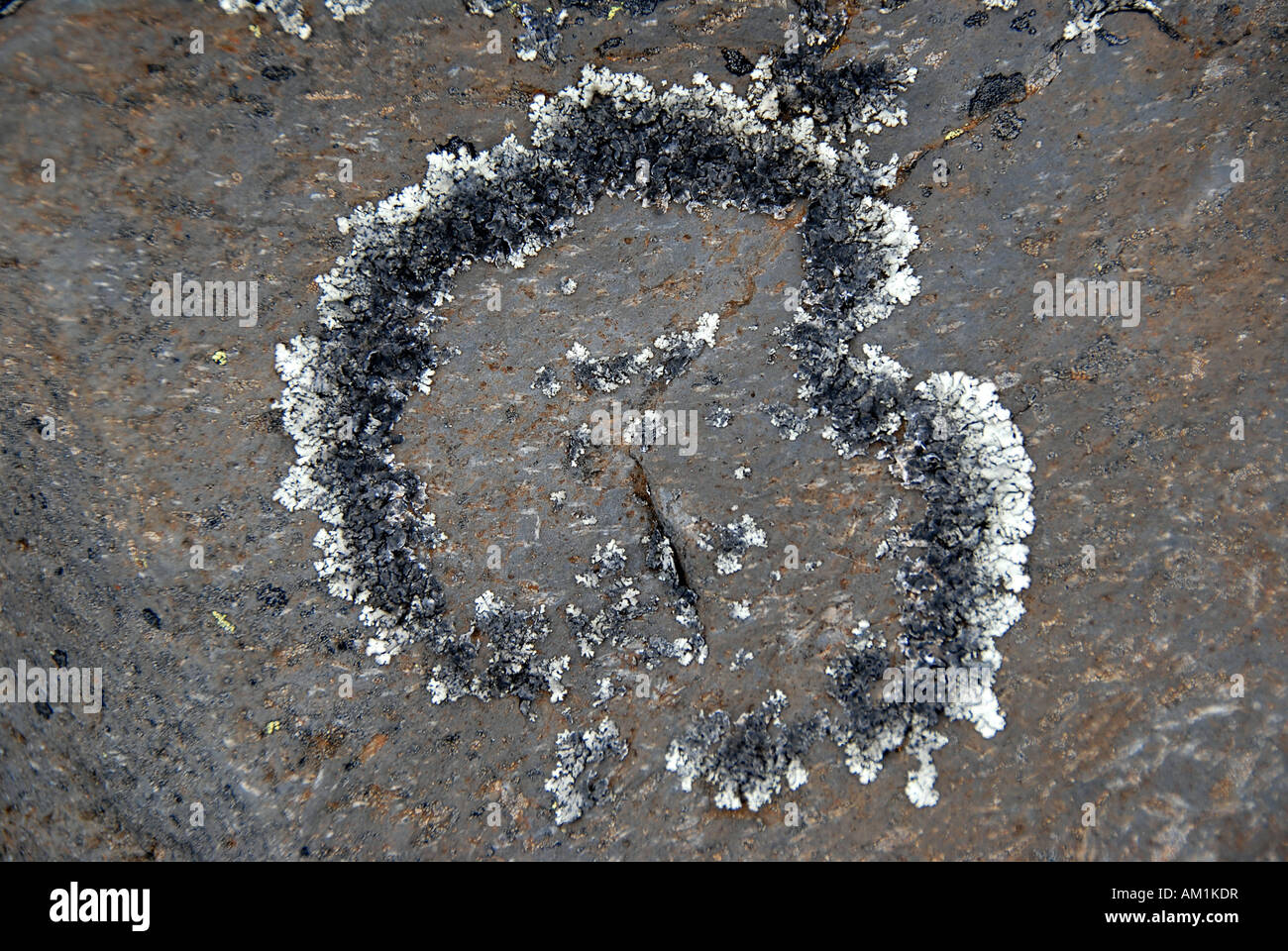 Anneau de lichens gris sur Kilimandjaro Kilimandjaro Tanzanie Kikelewa rock Banque D'Images
