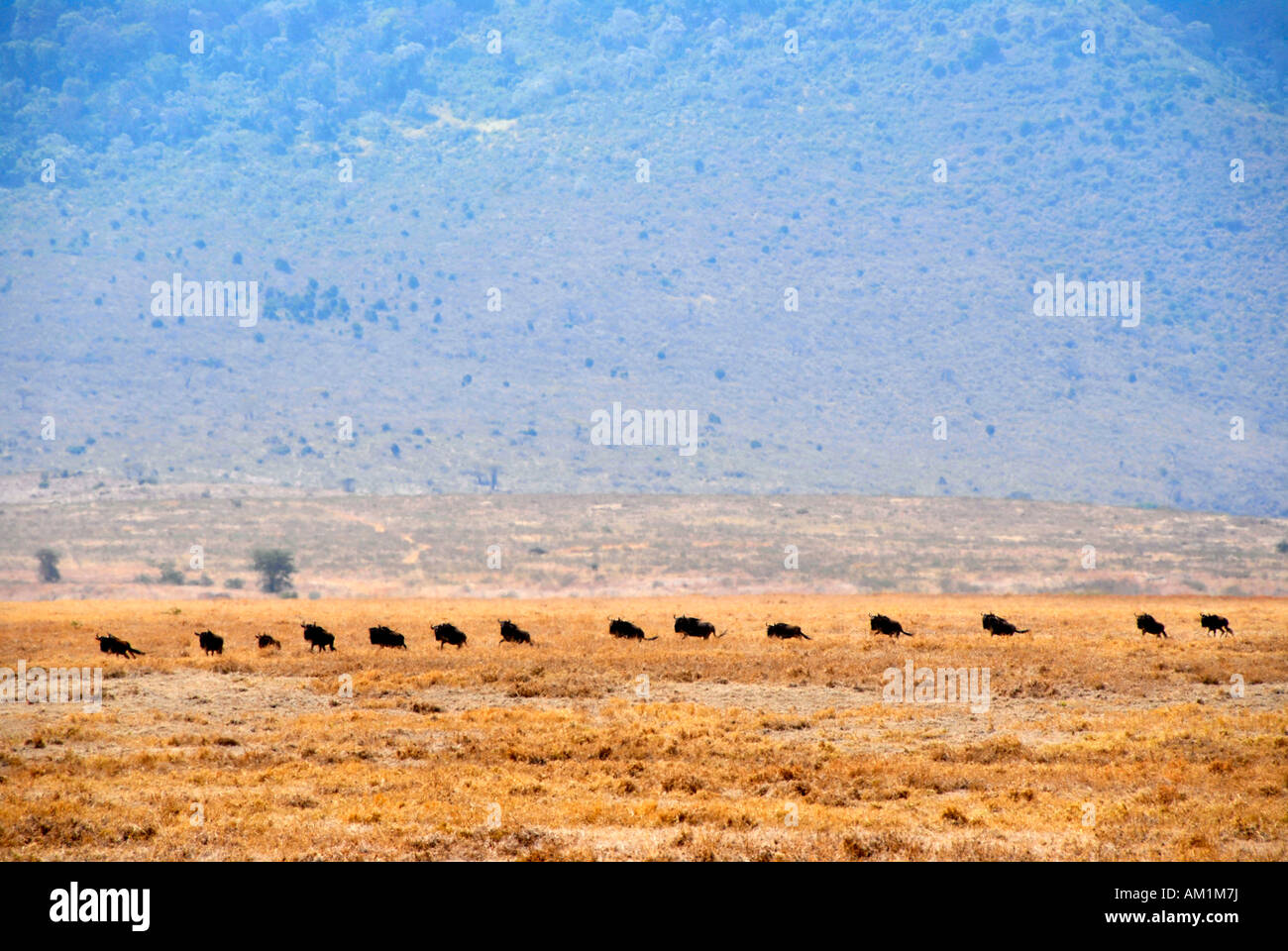 Troupeau de gnous bleu (Connochaetes taurinus) déplacer l'un après l'autre dans les prairies sèches le cratère du Ngorongoro en Tanzanie Banque D'Images