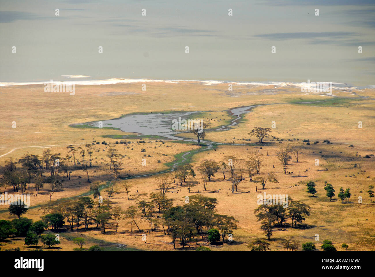 Vue sur les arbres de la savane et de prairies Lac Magadi dans le cratère du Ngorongoro en Tanzanie Banque D'Images