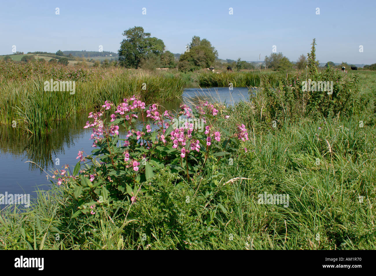 La rivière Ax près de Seaton avec des plantes à fleurs dont le baume de l'himalaya Banque D'Images