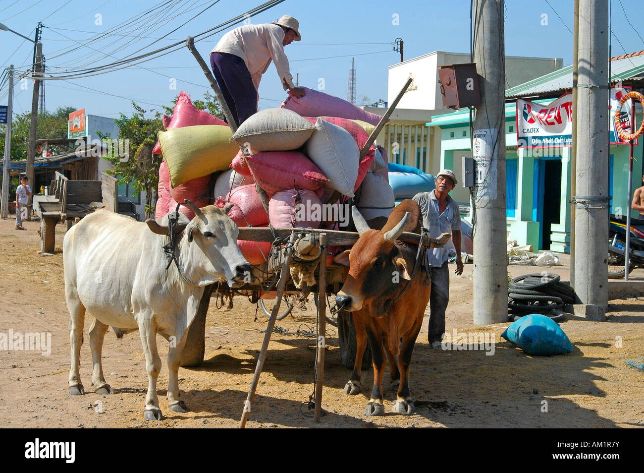 Les hommes du chargement d'un span de bœufs avec des sacs de riz, la province de Binh Thuan, Vietnam Banque D'Images