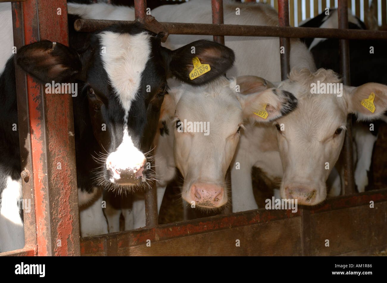 Close up of Holstein Friesian X jeunes bovins à la plume Banque D'Images
