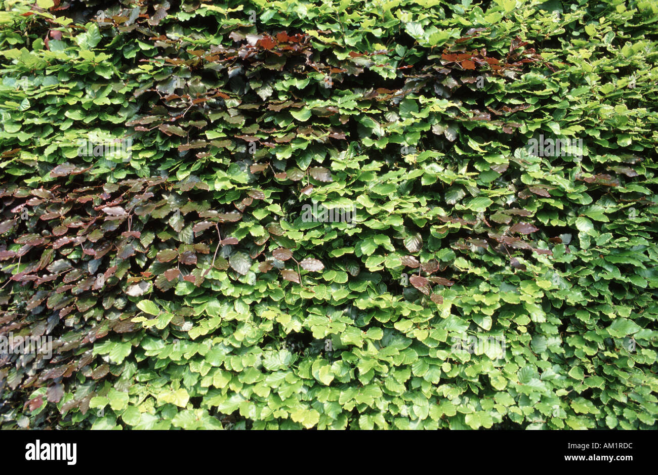 Hêtre haie avec feuilles de cuivre vert Fagus sylvatica Banque D'Images