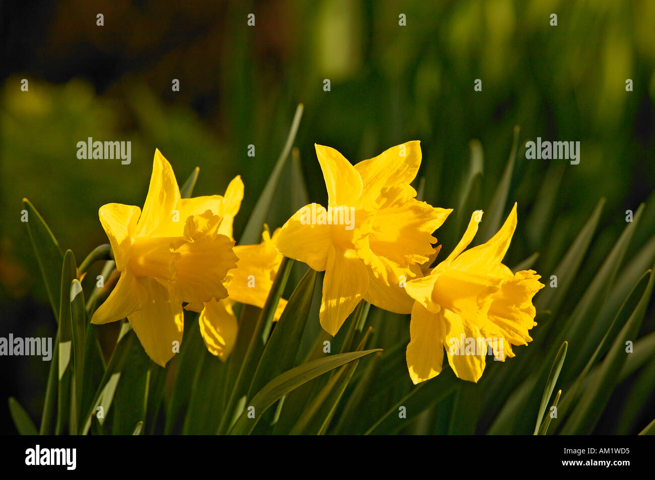 Jonquilles jaune Seward Alaska Banque D'Images