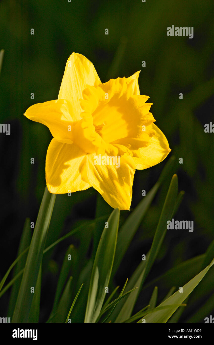 Jonquilles jaune Seward Alaska Banque D'Images