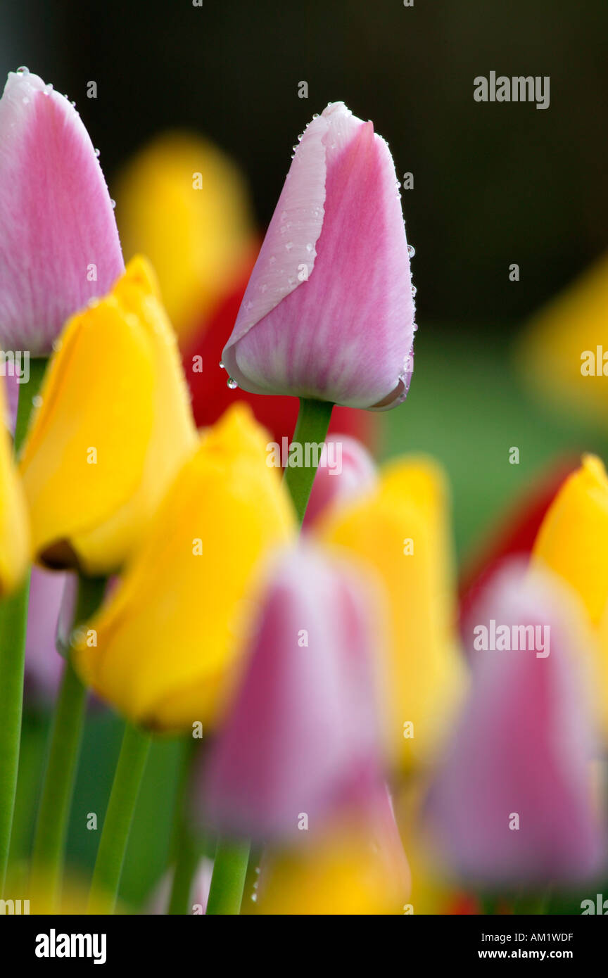 Tulipes Seward Alaska Banque D'Images