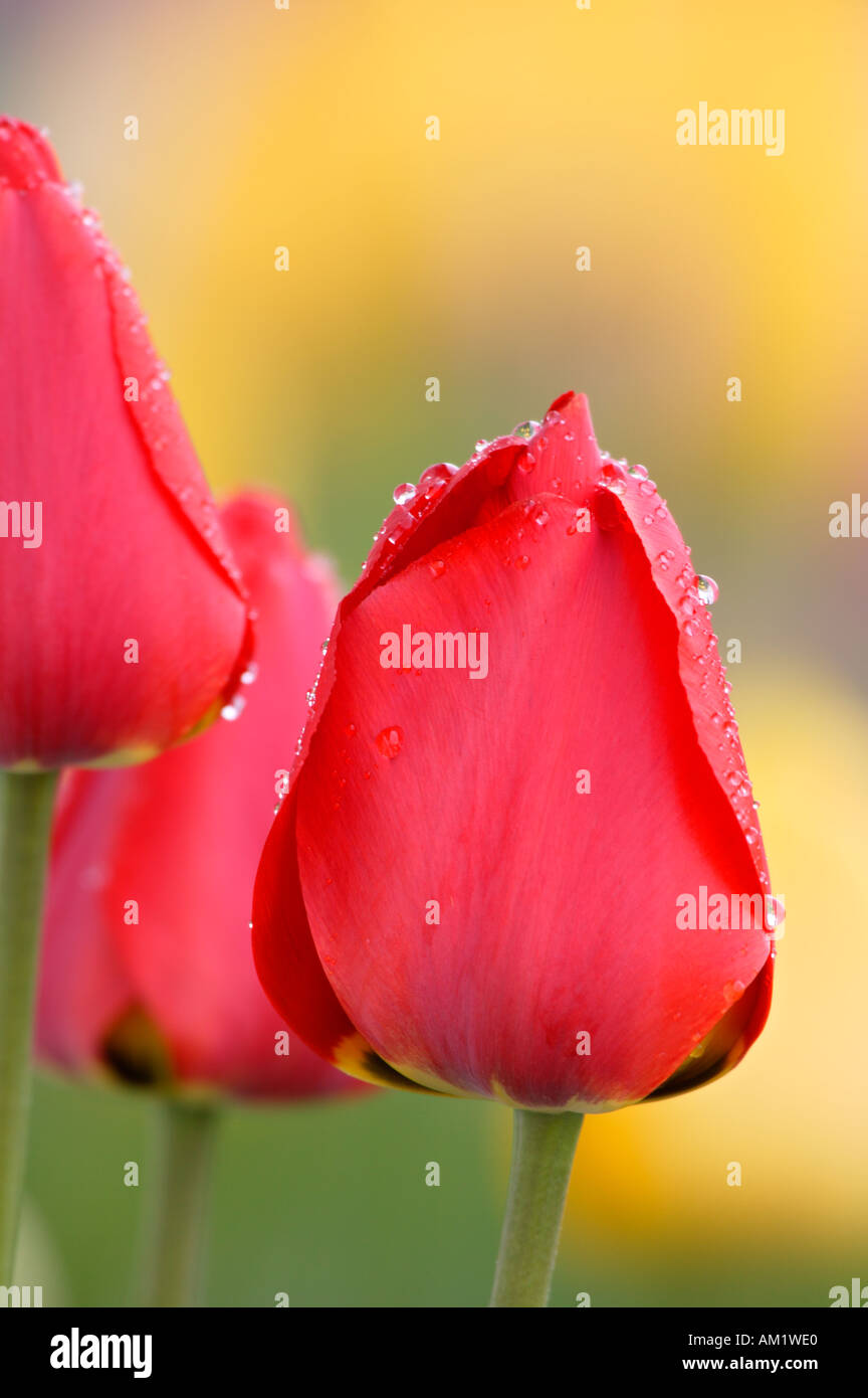 Tulipes Seward Alaska Banque D'Images