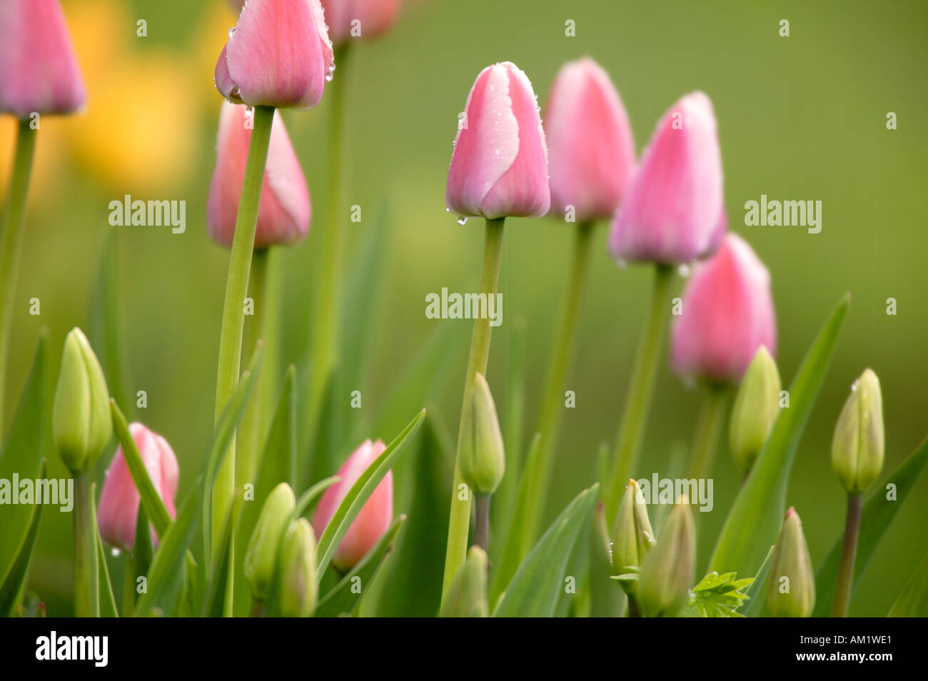 Tulipes Seward Alaska Banque D'Images