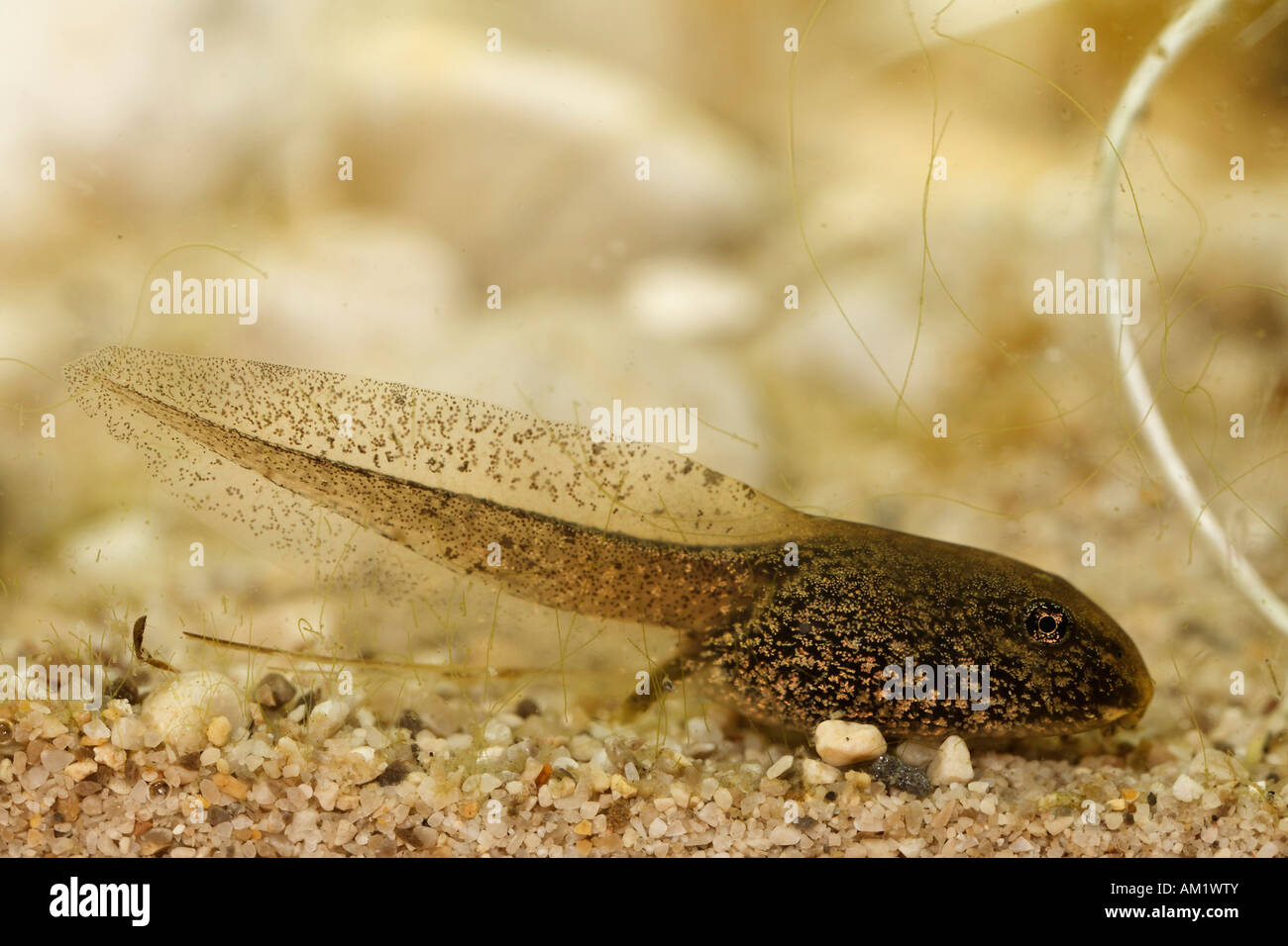Les têtards de grenouille commune européenne, Rana temporaria Banque D'Images