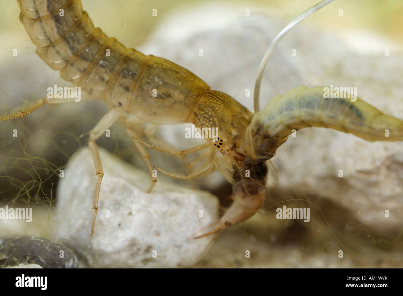 Larve de coléoptère plongée, Dytiscus marginalis, Dytiscidae, Allemagne Banque D'Images