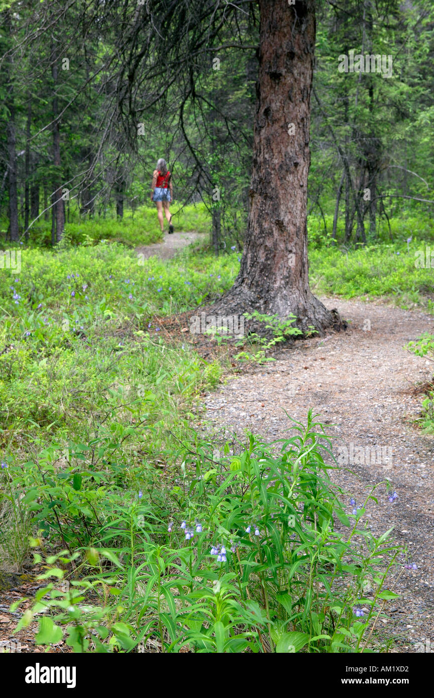 Le visiteur marche sur le sentier du Rock dans le parc national Denali en Alaska Banque D'Images