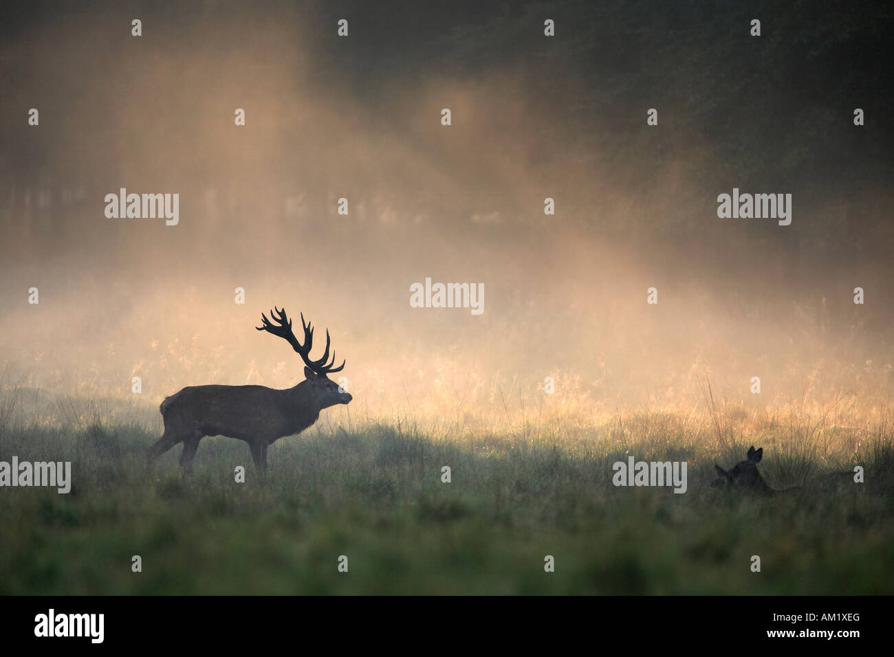 Red Deer (Cervus elaphus). Stag et couché hind en brume matinale Banque D'Images