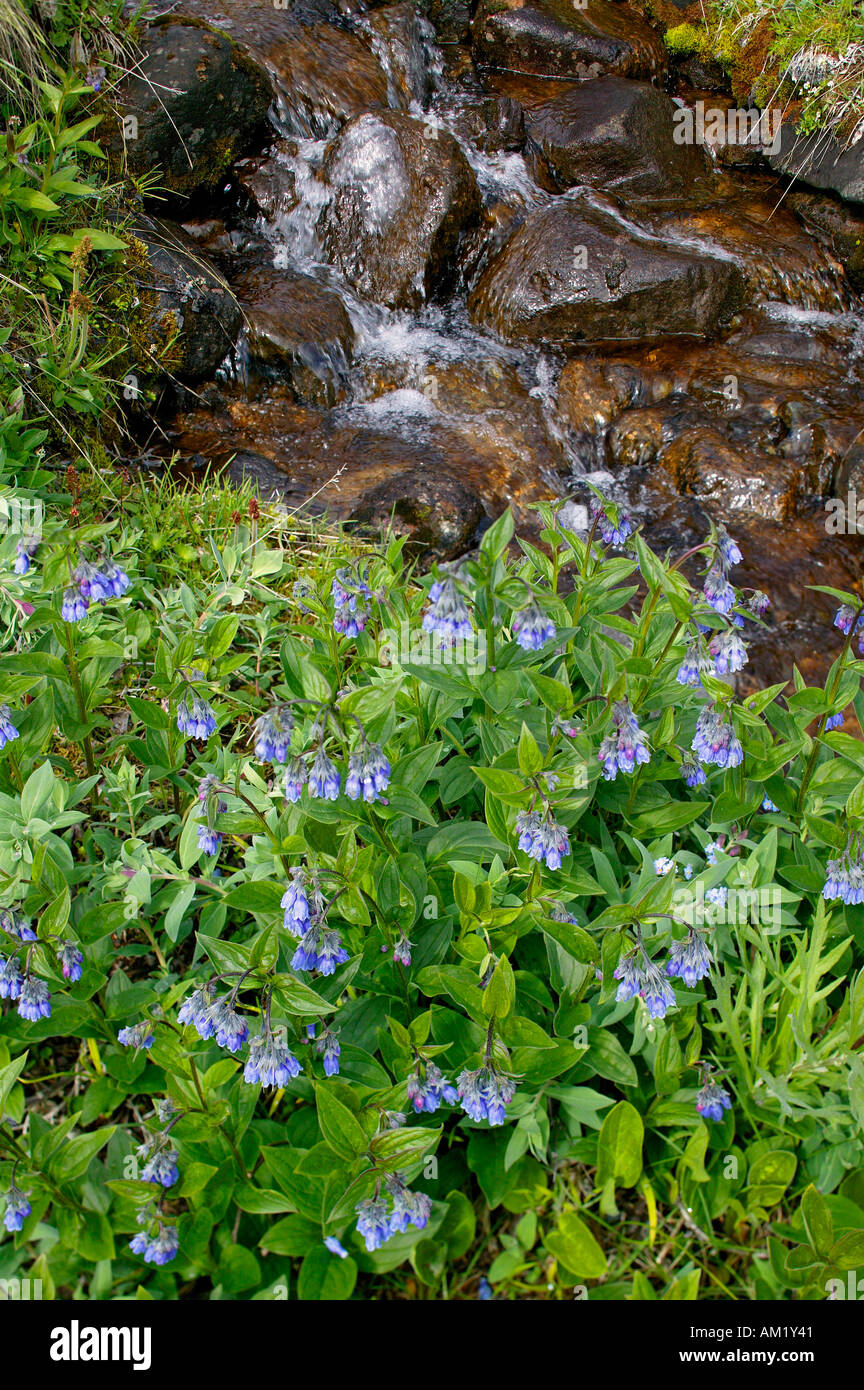 Bluebells Carillon Cloches Mertensia paniculata fleurs sauvages passent l'autoroute Alaska Denali National Park Banque D'Images