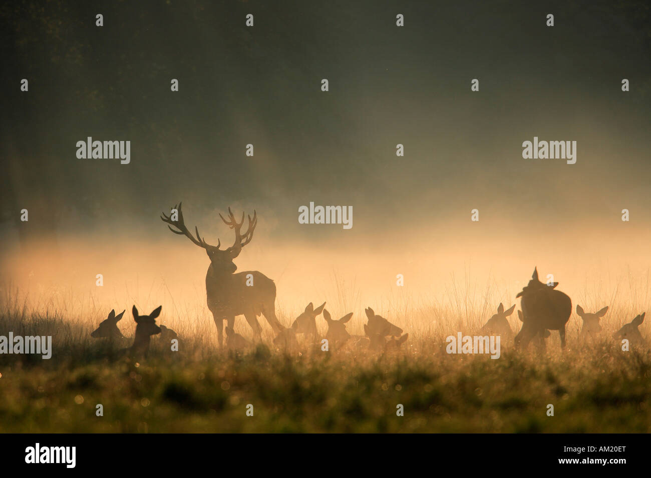 Red Deer (Cervus elaphus). Stag avec hinds dans Morning Mist Banque D'Images