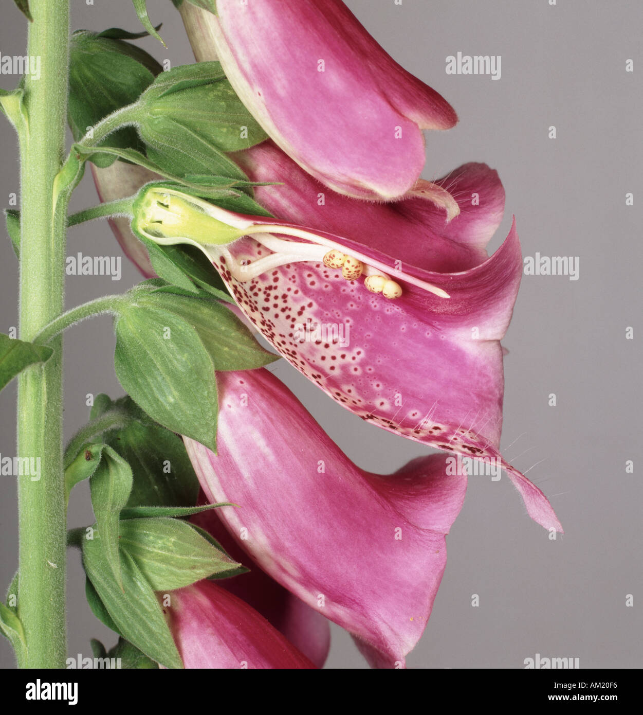 La digitale pourpre, Digitalis purpurea, fleurs une à l'article pour montrer la structure interne Banque D'Images