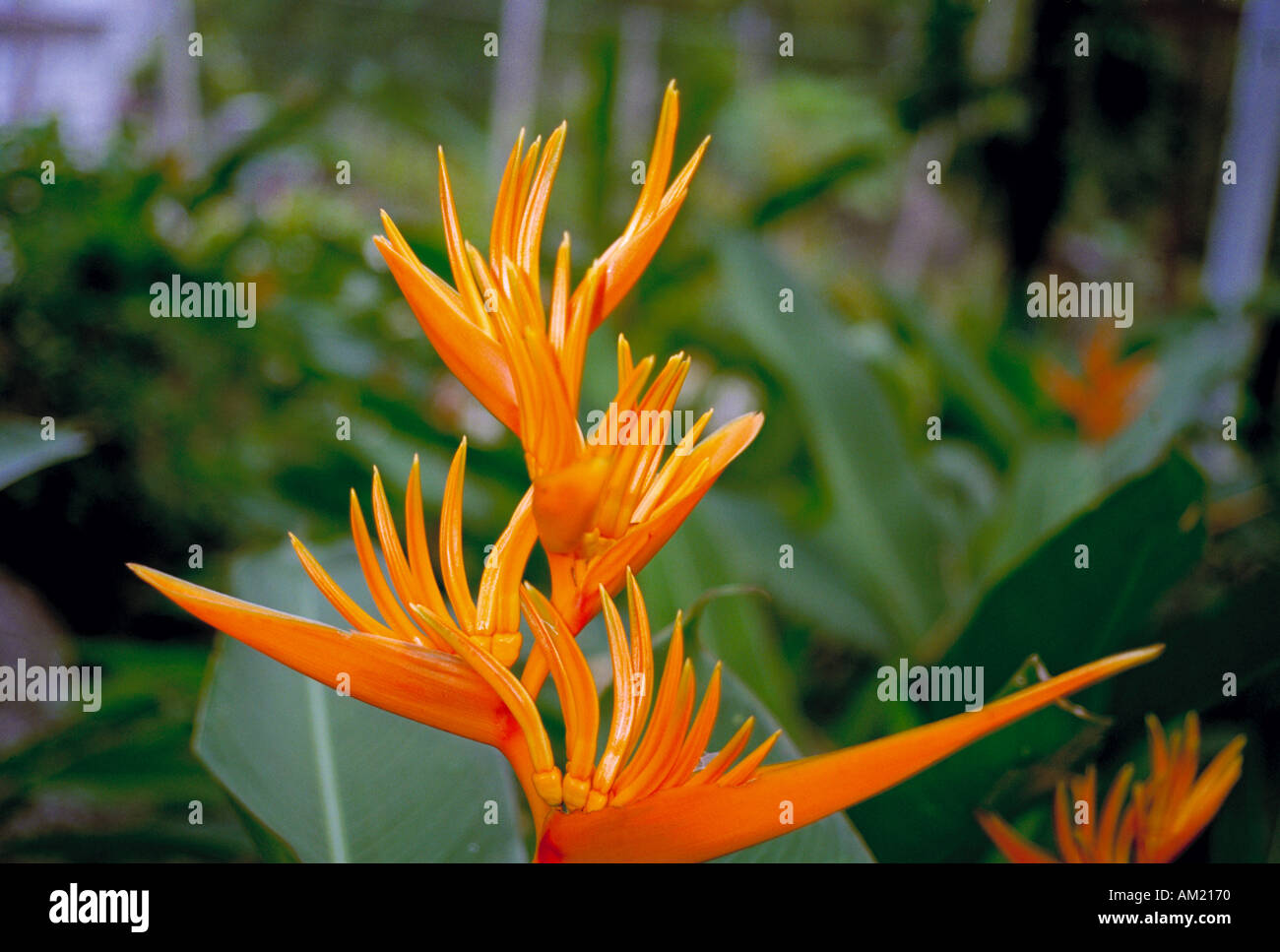 Une variété de l'oiseau du paradis fleur dans un jardin tropical sur l'île de Koh Samui, Thaïlande Banque D'Images