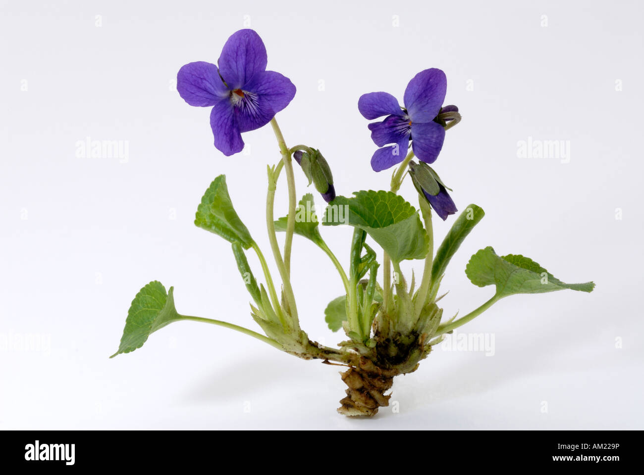 Violette odorante (Viola odorata), plante à fleurs, studio photo Photo  Stock - Alamy