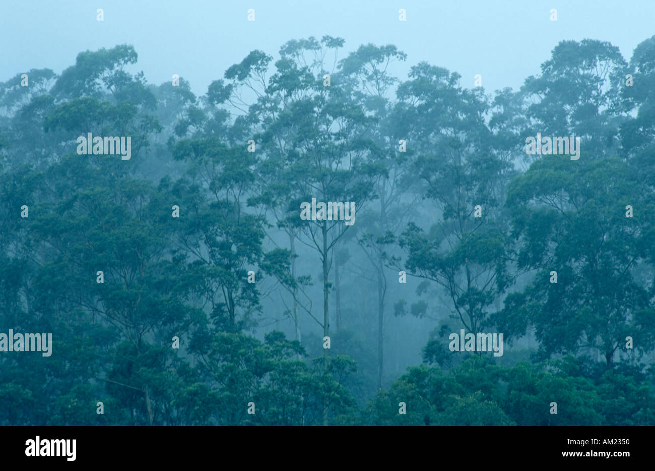 Misty rainforest sur les côtés du Mont Cameroun, Cameroun Banque D'Images