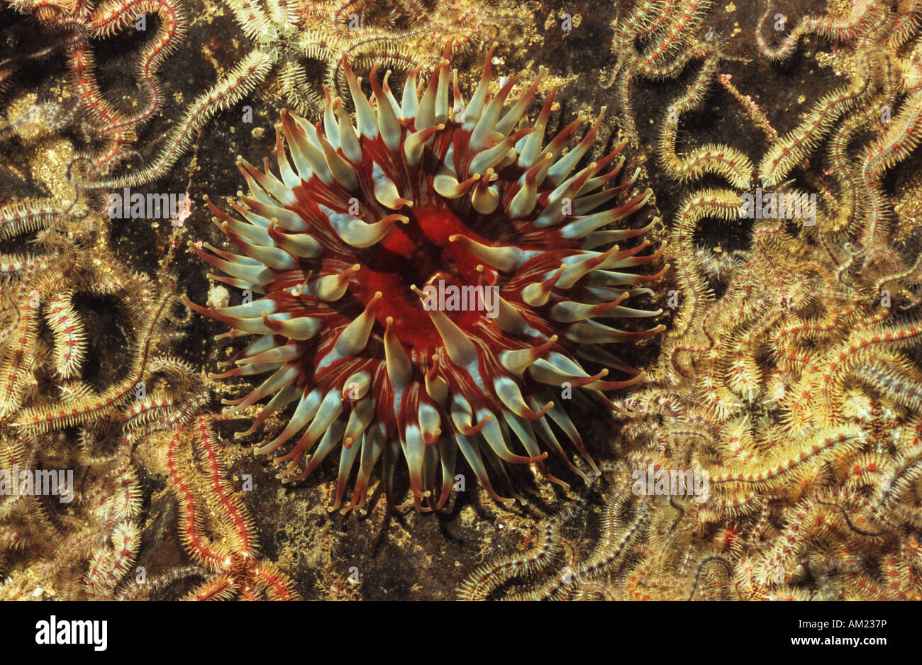 Anémone de mer. Anémone dahlia. Sous-marin britannique de la vie marine. (Urticina Felina) Banque D'Images