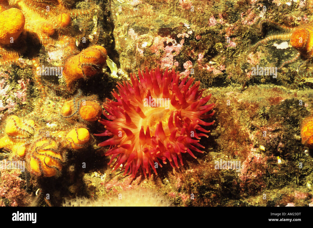 Les anémones de mer. Anémone dahlia. Sous-marin britannique de la vie marine. Urticina Felina. Banque D'Images