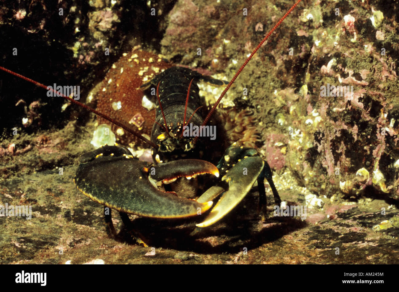 Homard commun. Sous-marin britannique de la vie marine. La vie en mer. Homarus gammarus. Banque D'Images