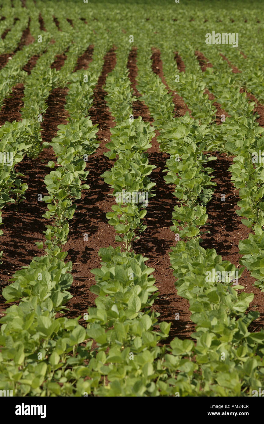 Champ de soja génétiquement modifié,, Paraguay, Amérique du Sud Banque D'Images