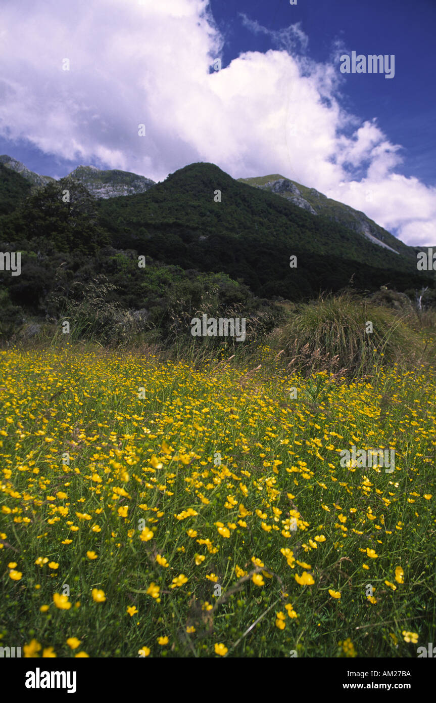 La côte ouest de la Nouvelle-Zélande Parc national de Kahurangi un vaste éventail de fleurs sauvages trouvés dans les sols fertiles du parc Banque D'Images