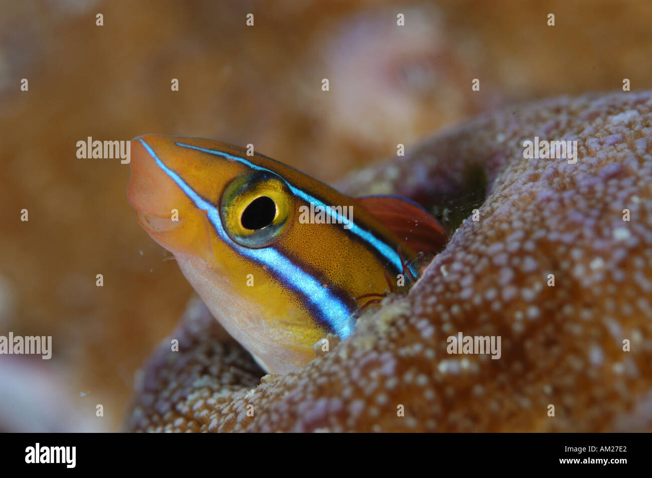 Rayé bleu blennies dans coral Fang Banque D'Images