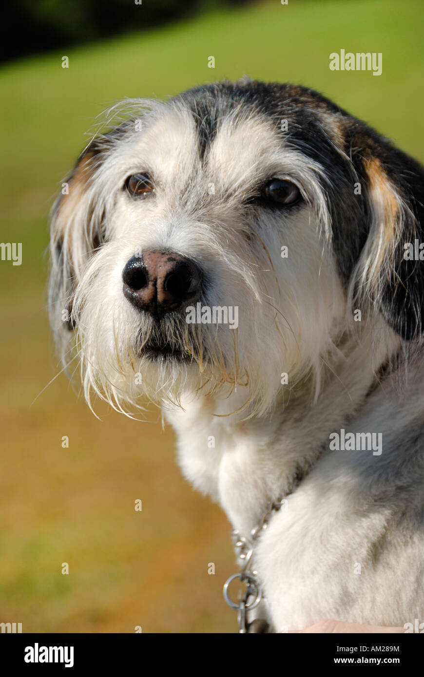 L’animal de la famille Banque D'Images
