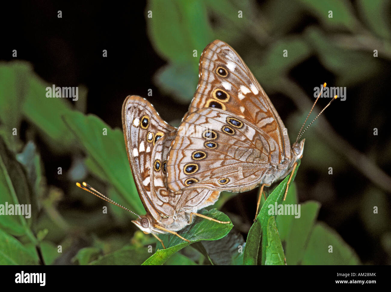L'impératrice Leilia Asterocampa leilia Bentsen Rio Grande State Park TEXAS United States 21 octobre paire accouplée Banque D'Images