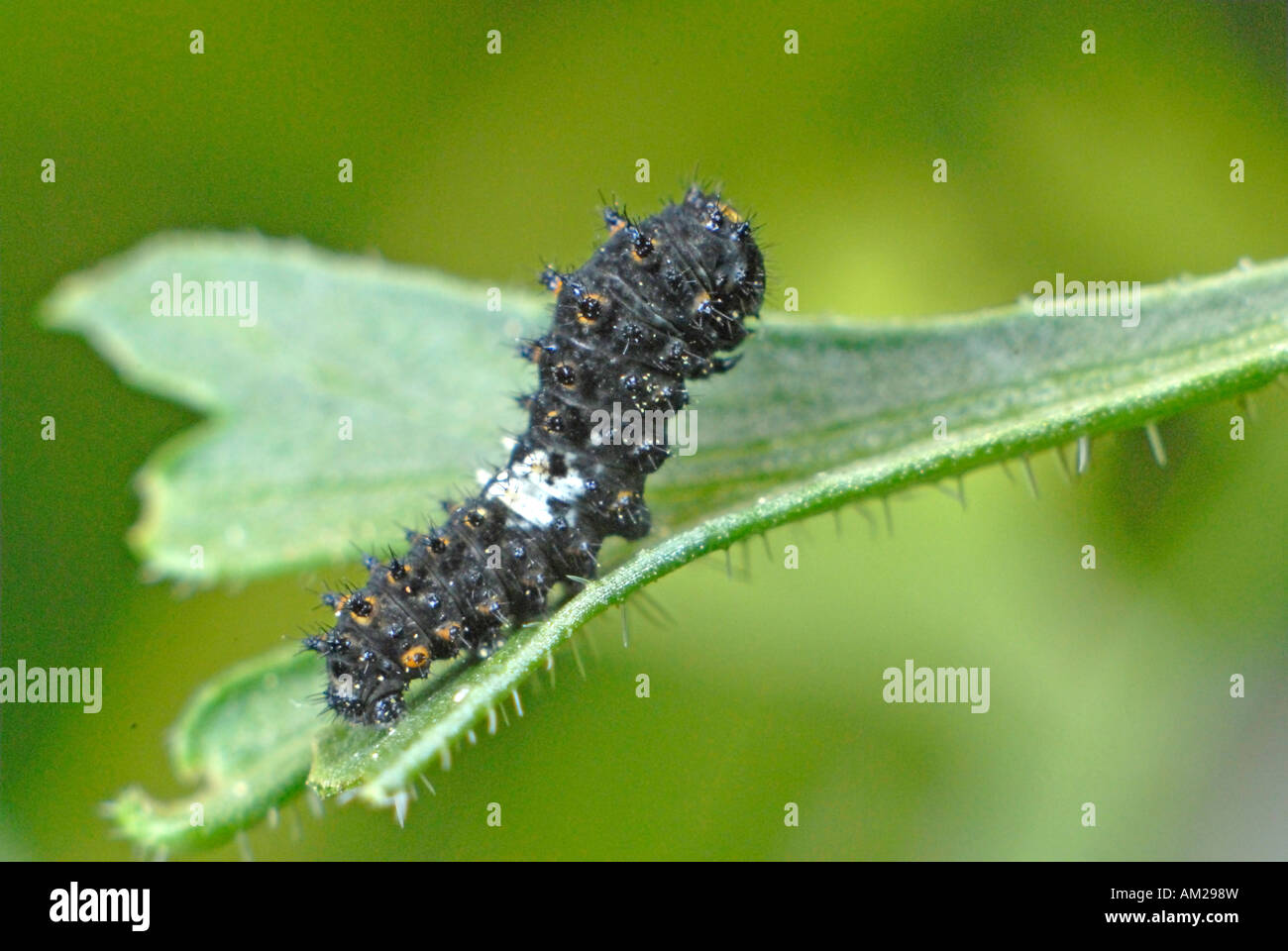 Papilio machaon), jeune chenille sur feuilles de carotte sauvage (Daucus carota) Banque D'Images