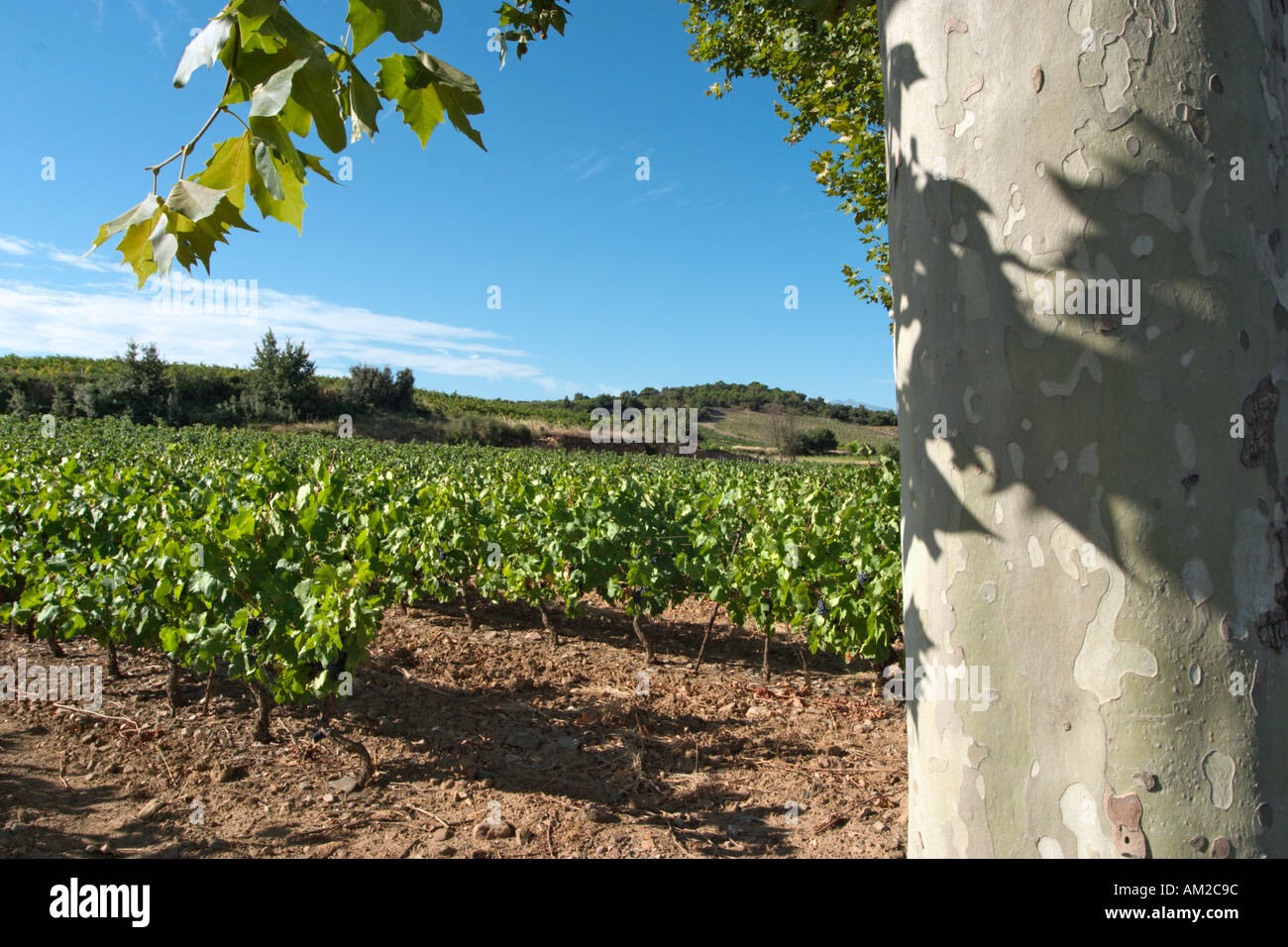 Vignoble dans la région de culture du Vin Roussillon, Languedoc, France Banque D'Images