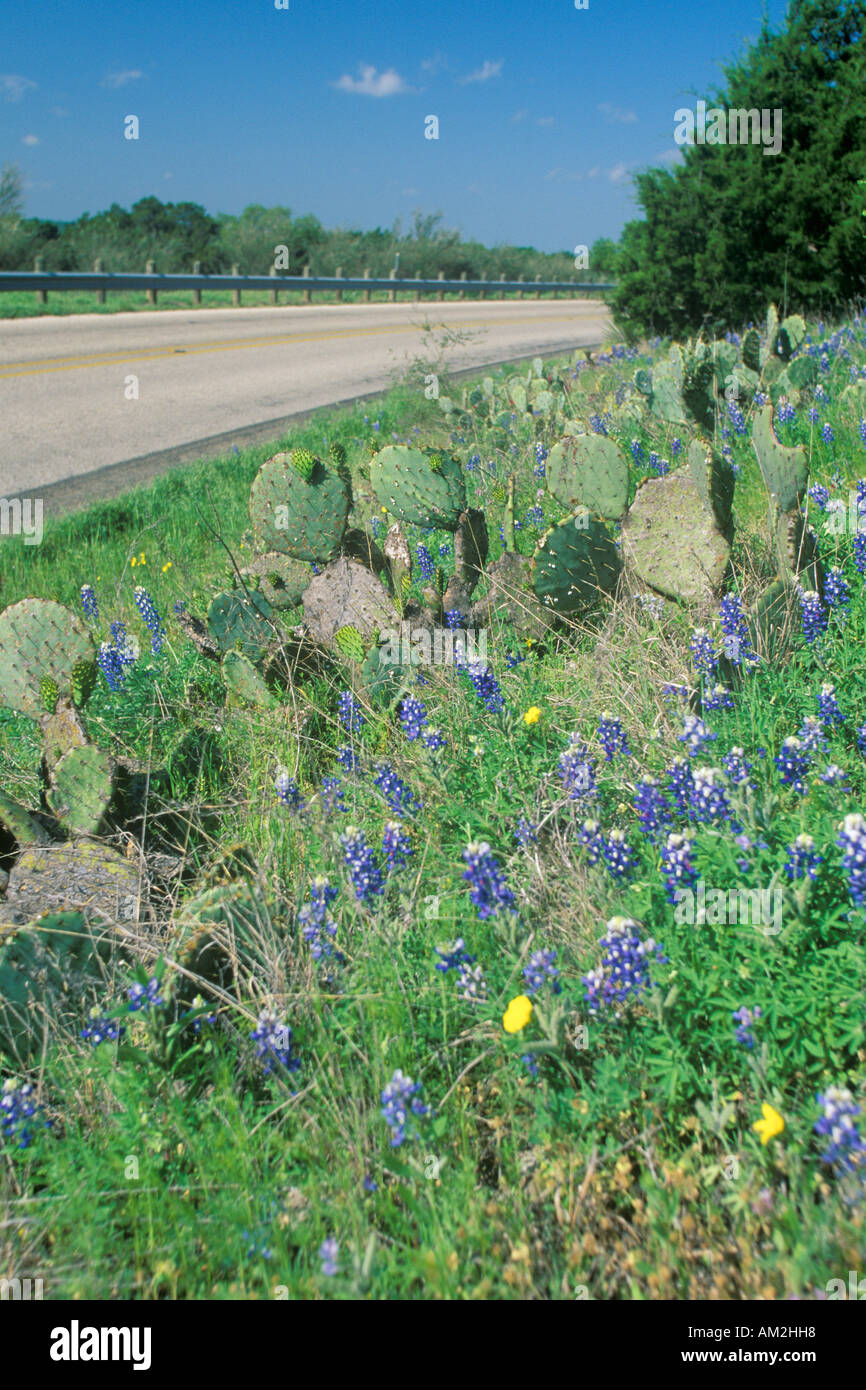 Wild Blue Bonnets et fleurs de printemps le long d'une route au Texas Banque D'Images