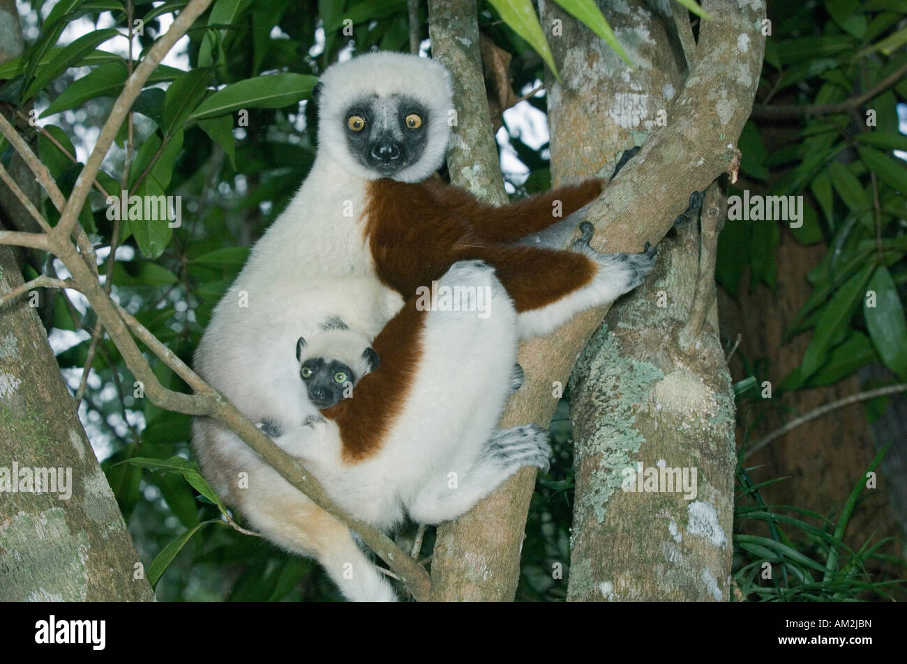 Coquerel's Sifaka (Propithecus verreauxi coquereli), Ampijoroa Réserver Madagascar Banque D'Images