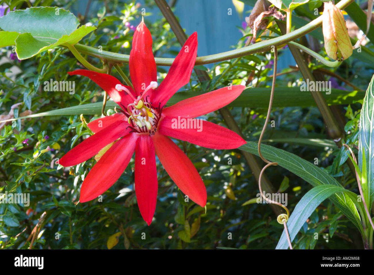 La passion des fleurs rouge écarlate ou Granadilla Banque D'Images