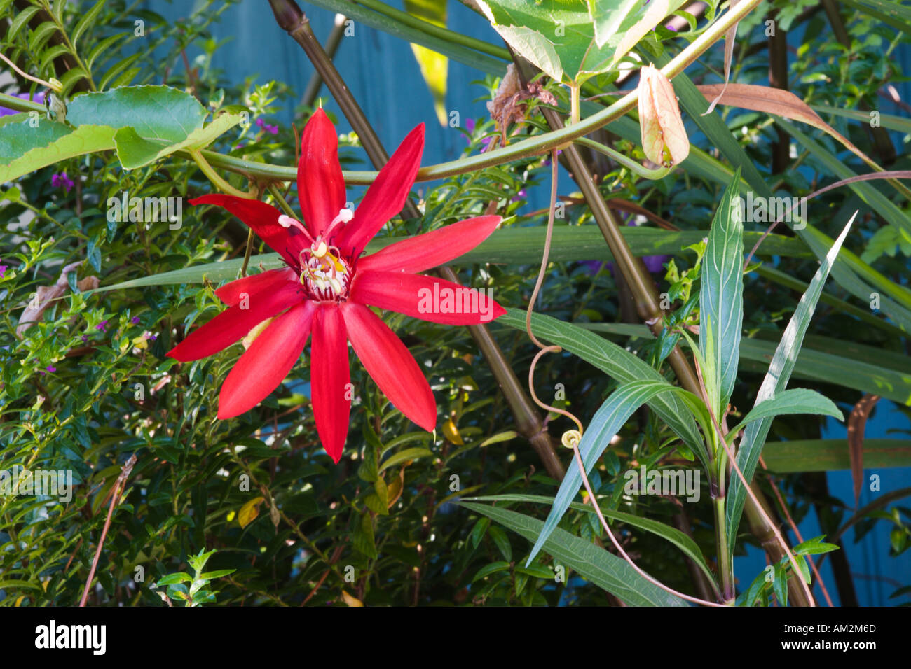 La passion des fleurs rouge écarlate ou Granadilla Banque D'Images