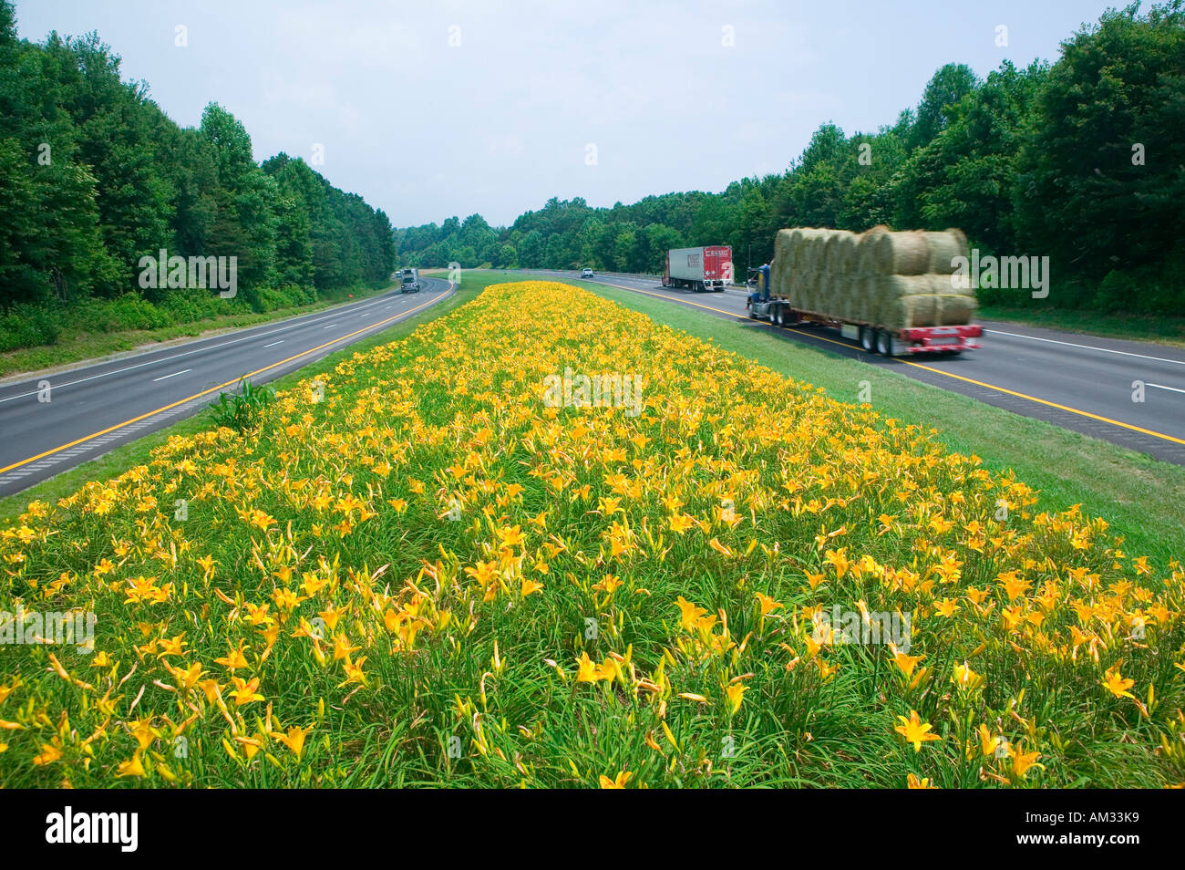 Chariot de foin de la conduite sur la route bordée de fleurs jaune en milieu rural Virginia Banque D'Images