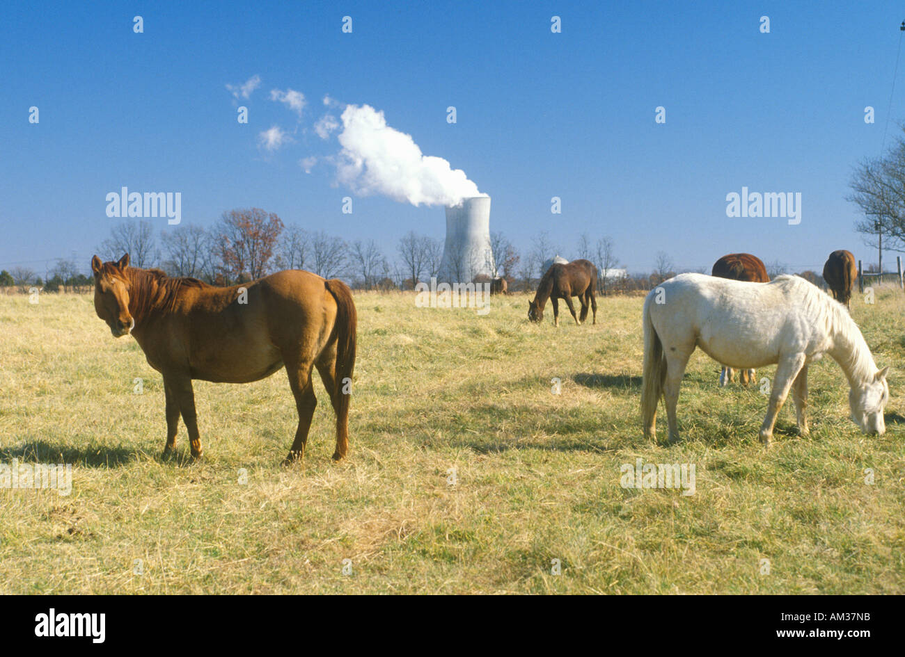Les chevaux en face d'une centrale nucléaire Banque D'Images