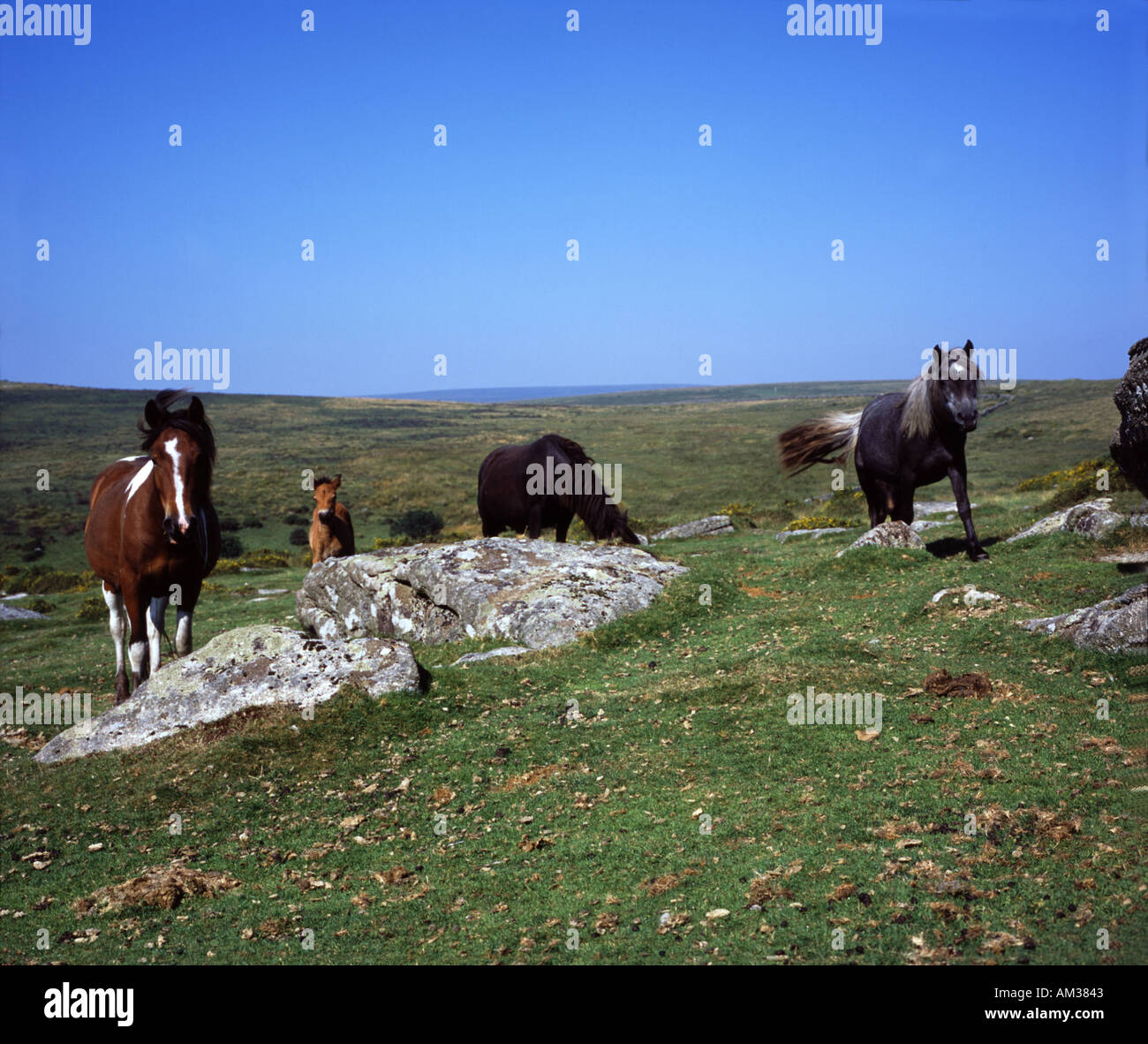 Poneys à Dartmoor Banque D'Images