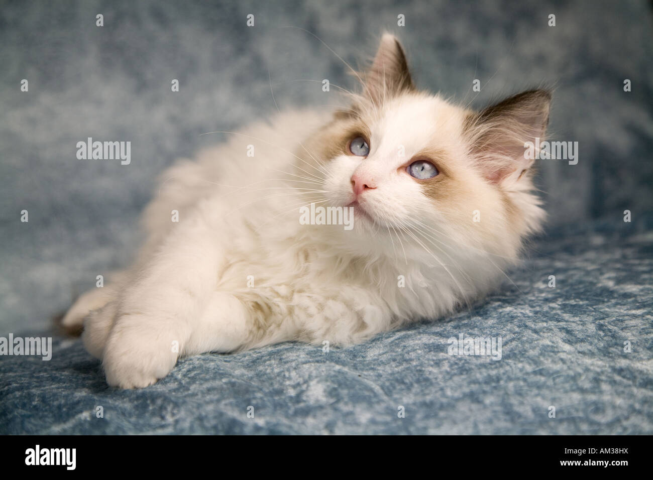 Beau jeune chaton jusqu'à la position de repos s'il Banque D'Images