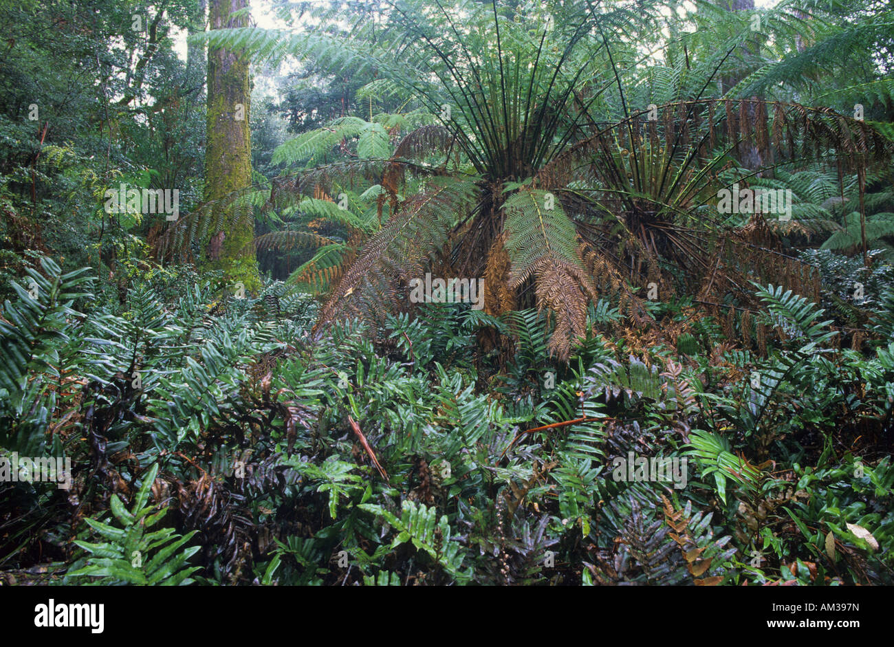 Fraîche forêt tropicale dans la réserve forestière de collines Milkshake, Tasmanie Banque D'Images