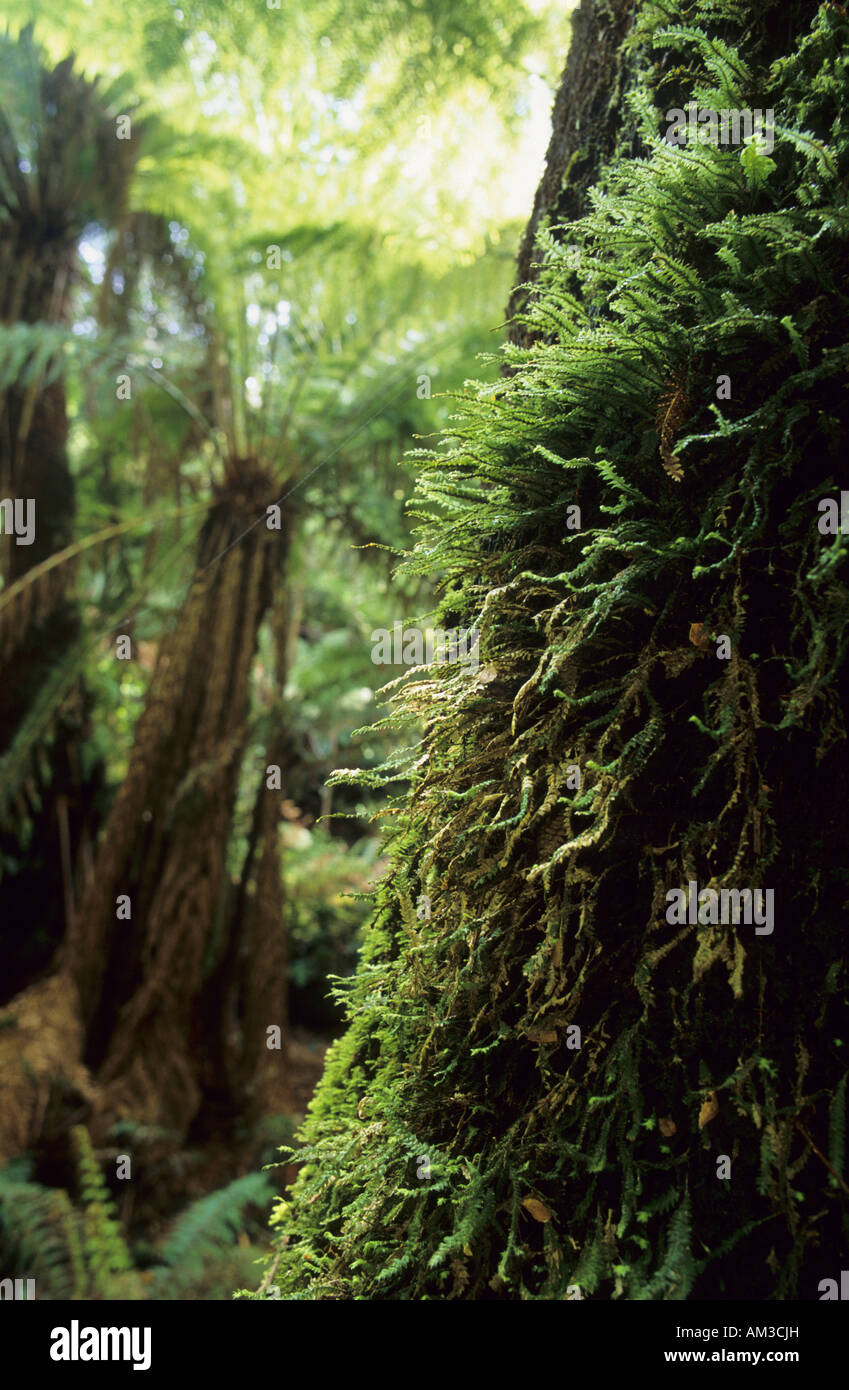 La mousse sur l'écorce d'une fougère arborescente Dicksonia antarctica Tasmanie Banque D'Images