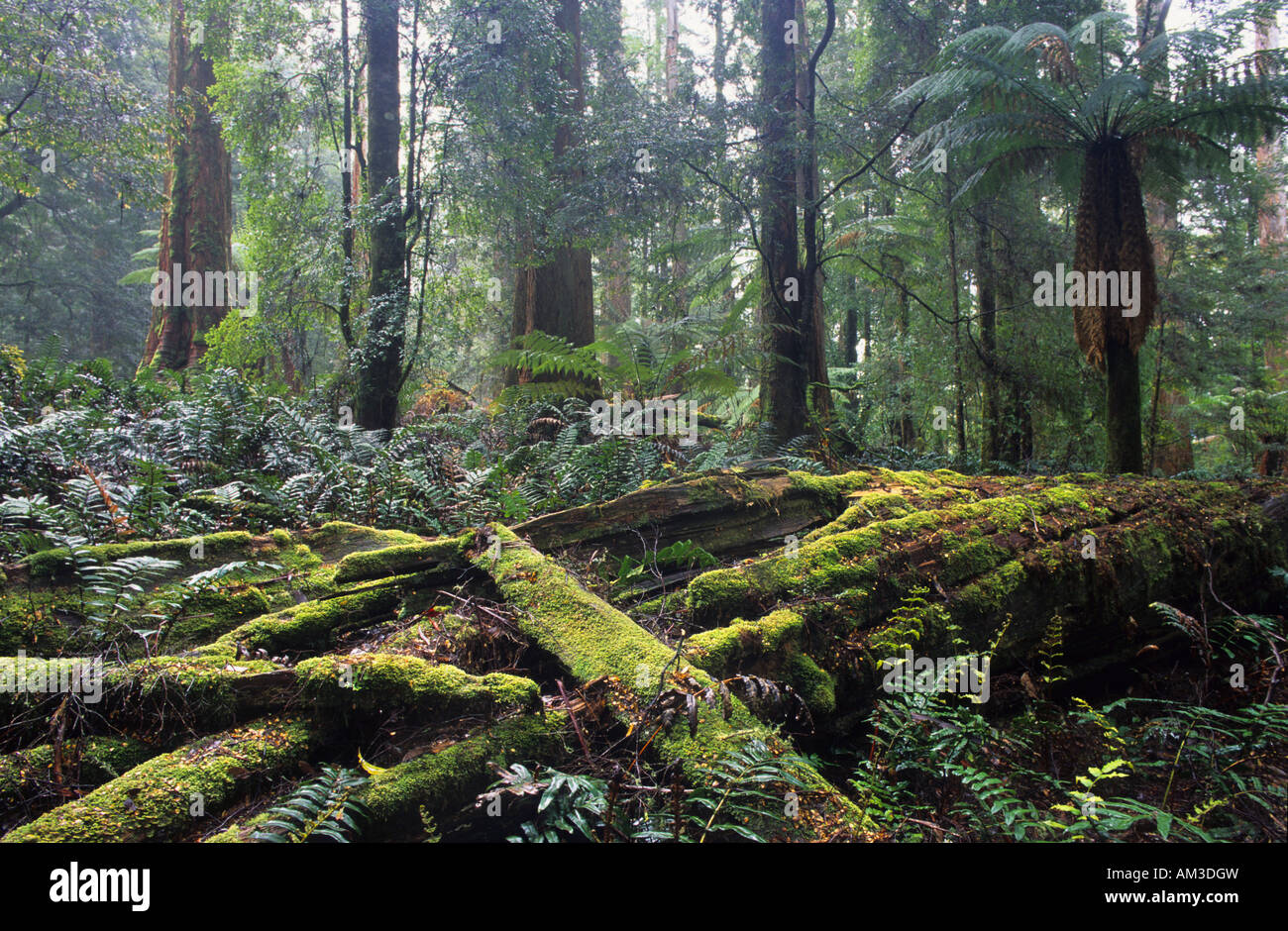 Fraîche forêt tropicale dans la réserve forestière de collines Milkshake, Tasmanie Banque D'Images