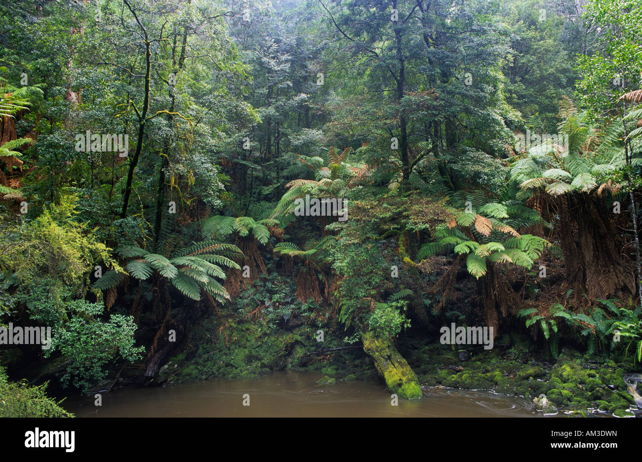 Fraîche forêt tropicale dans la réserve forestière de collines Milkshake, Tasmanie Banque D'Images