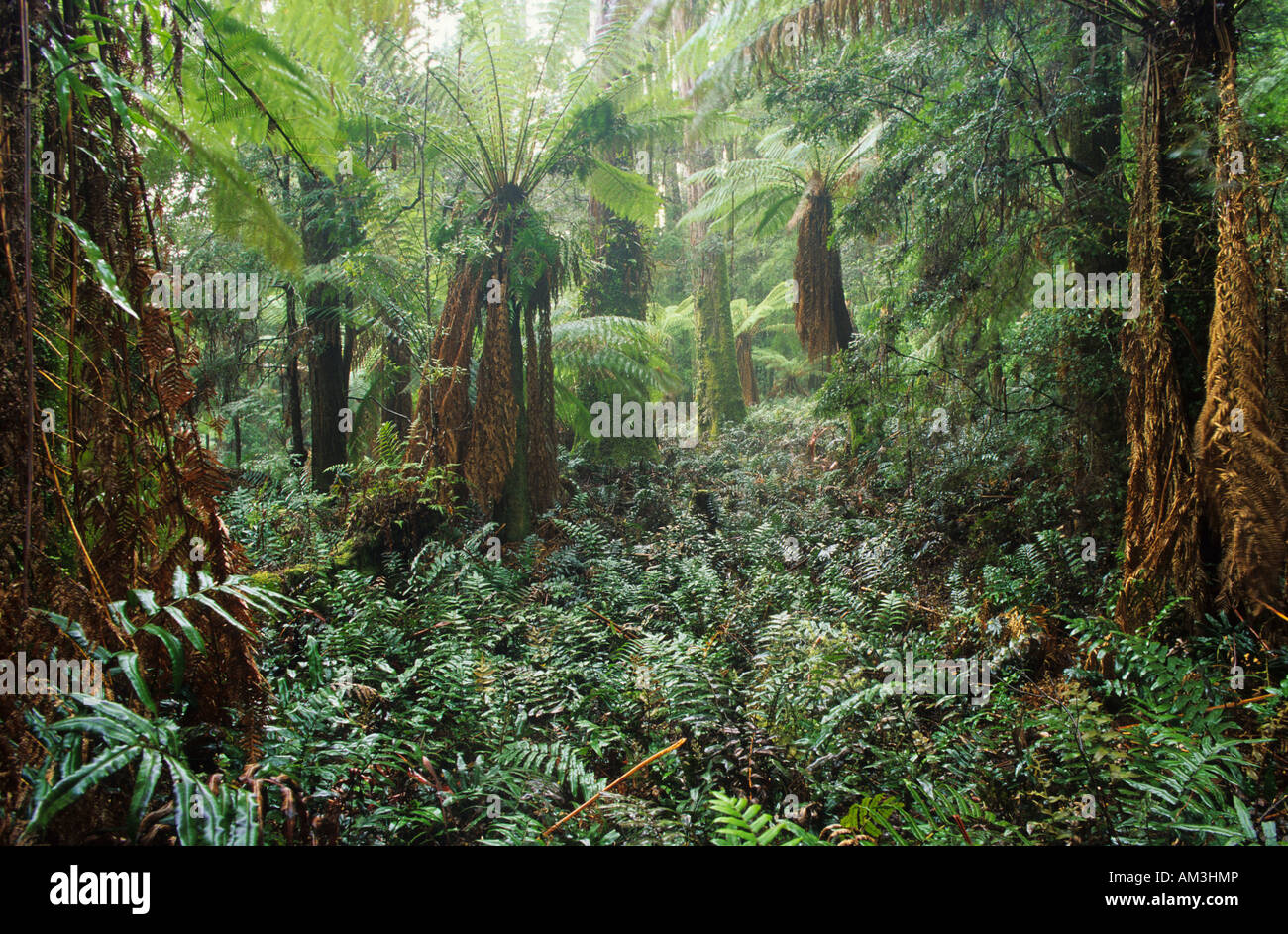 Fougères arborescentes dans une forêt pluviale tempérée en Milkshake Hills Forest Reserve, Tasmanie Banque D'Images