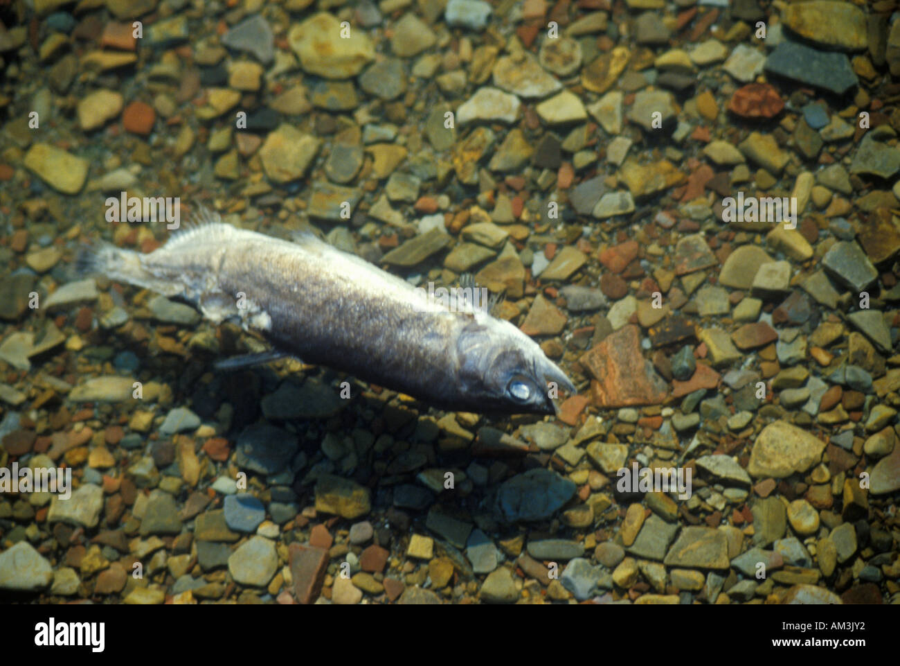 Le poisson mort flotte dans l'eau Banque D'Images