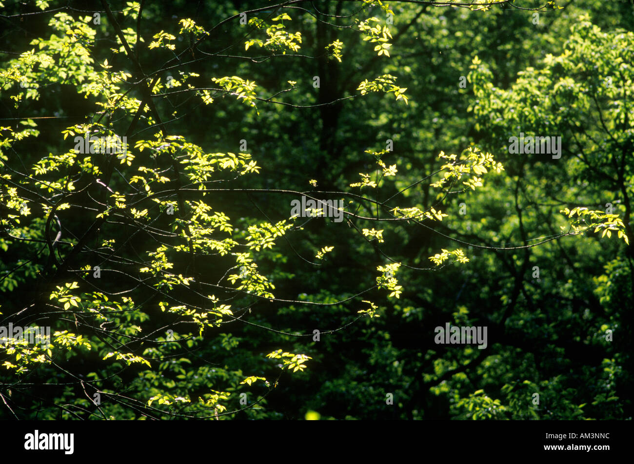 Arbres, été Minneapolis MN Banque D'Images